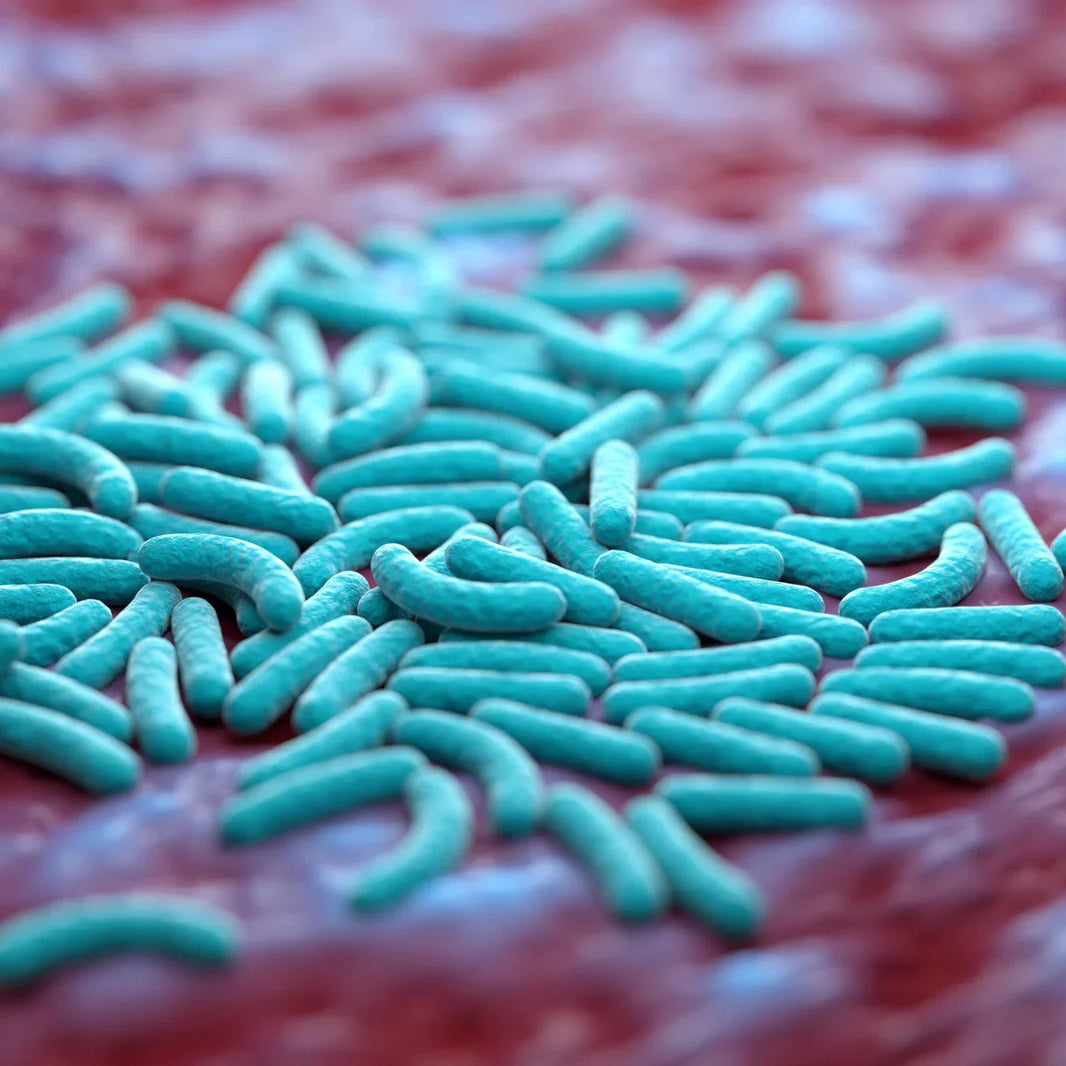 Gut Microbiome Modulation: Mechanisms, Pathways, and Evidence-Based Approaches