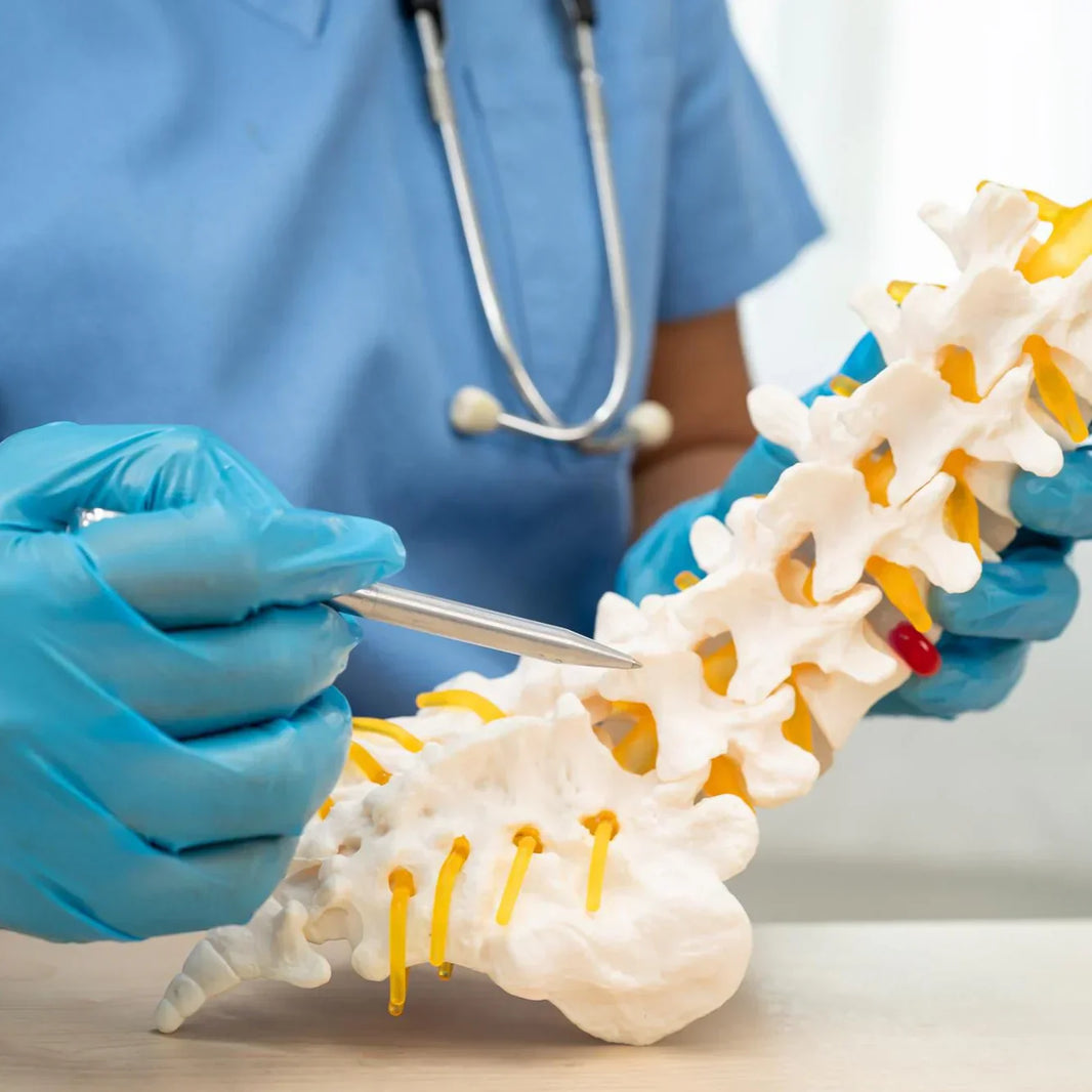 Osteoporosis: Mechanisms, Pathways, and Evidence-Based Treatment Approaches