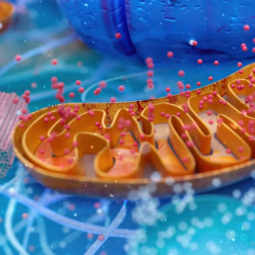 The AMPK Pathway: Mechanisms, Functions, and Nutraceutical Modulators
