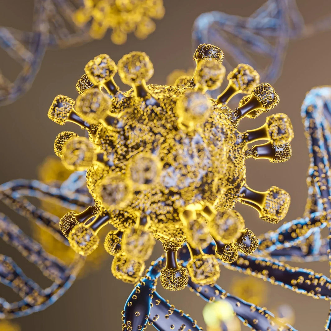 Apoptosis and Cell Senescence: Mechanisms, Pathways, and Therapeutic Interventions
