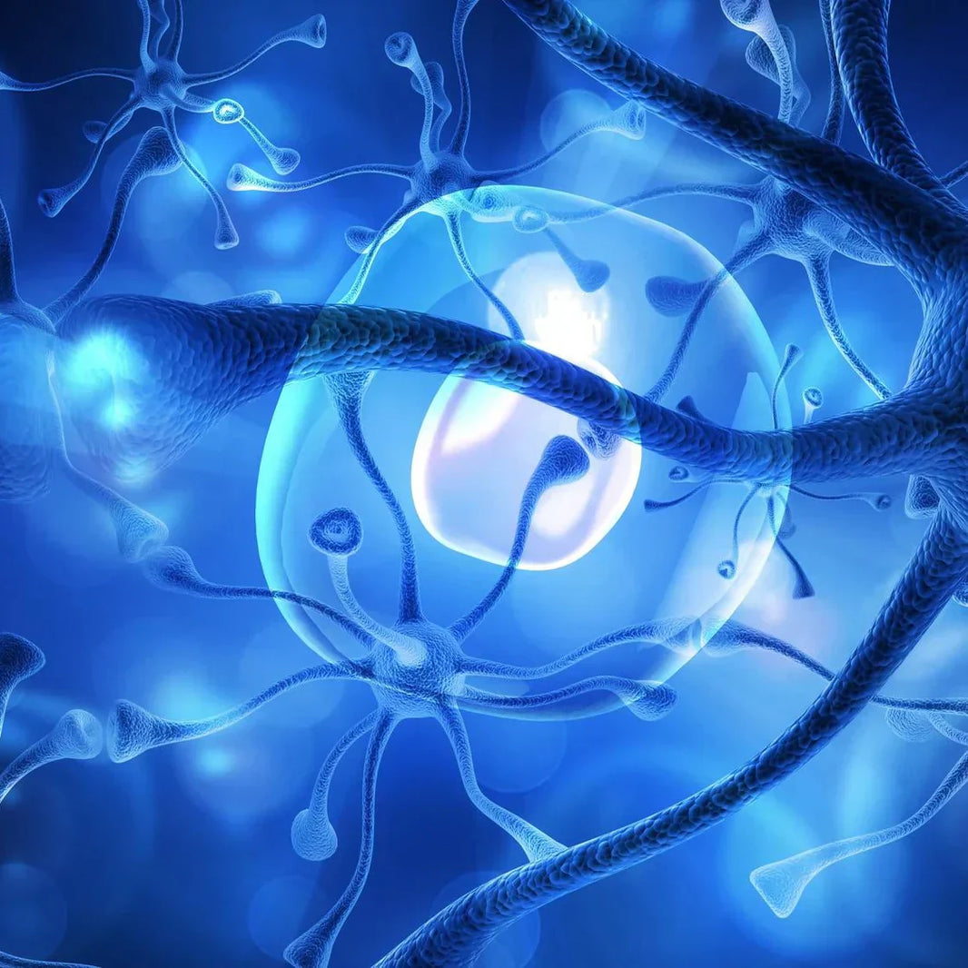 The NF-κB Pathway: Inflammation's Master Regulator, Mechanisms, and Therapeutic Interventions