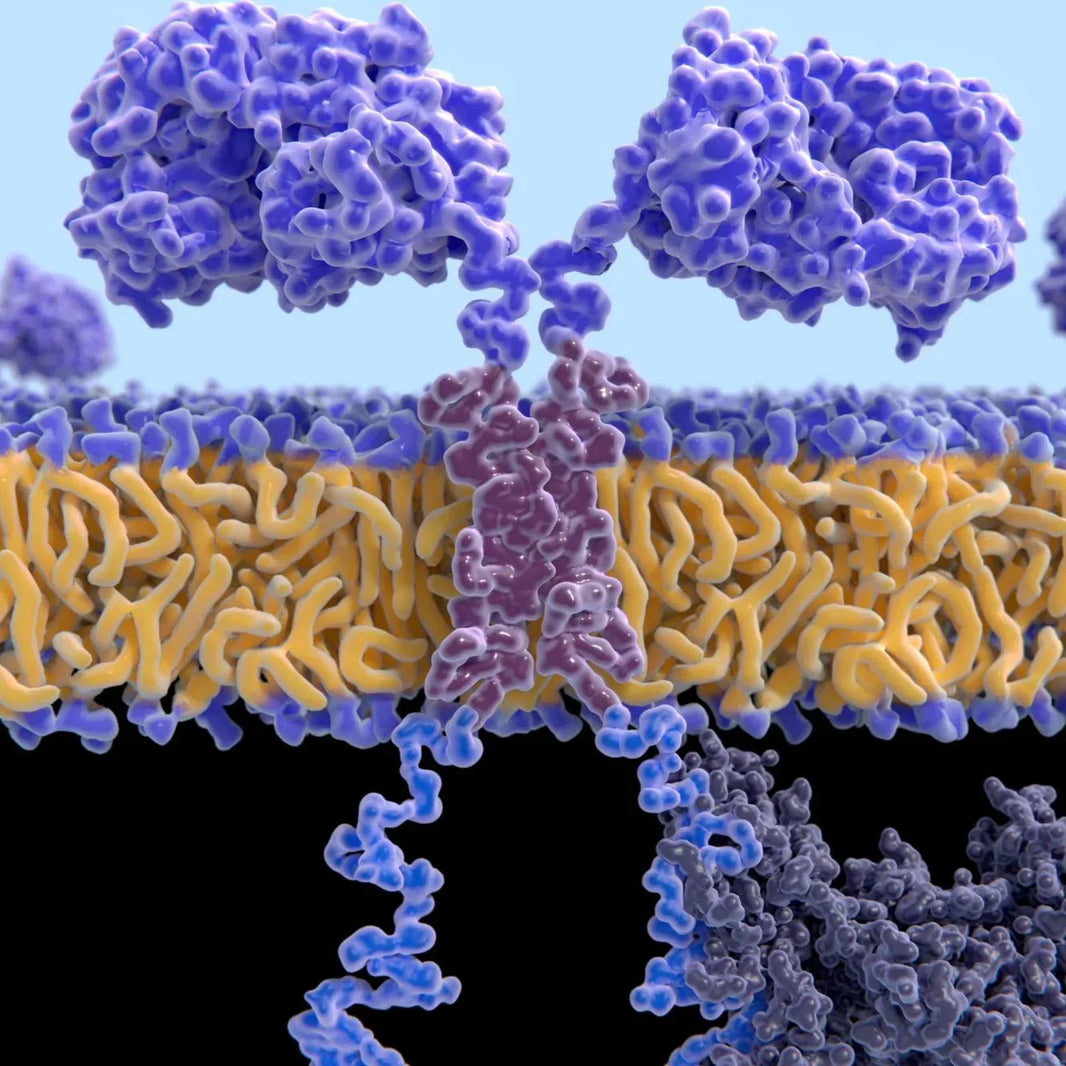 The Insulin/IGF-1 Signaling Pathway: Mechanisms, Function, and Therapeutic Potential